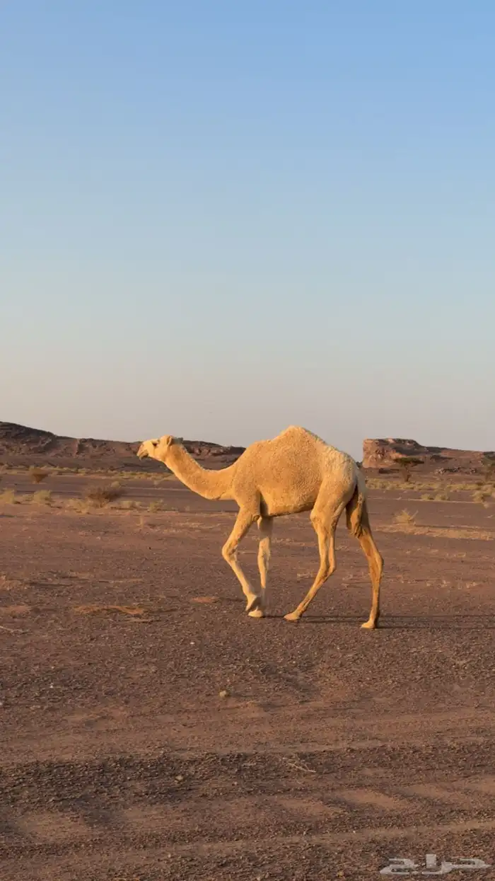 للبيع بكار مفاريد الموقع عفيف 0