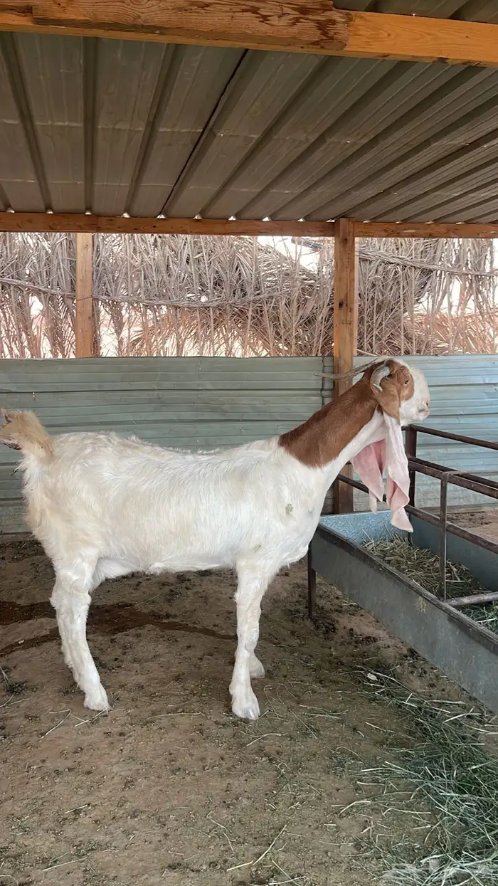 عنز مطوره خصم شعره وجرم وملبه وعرض خد سنها رباع معها اثنين 0