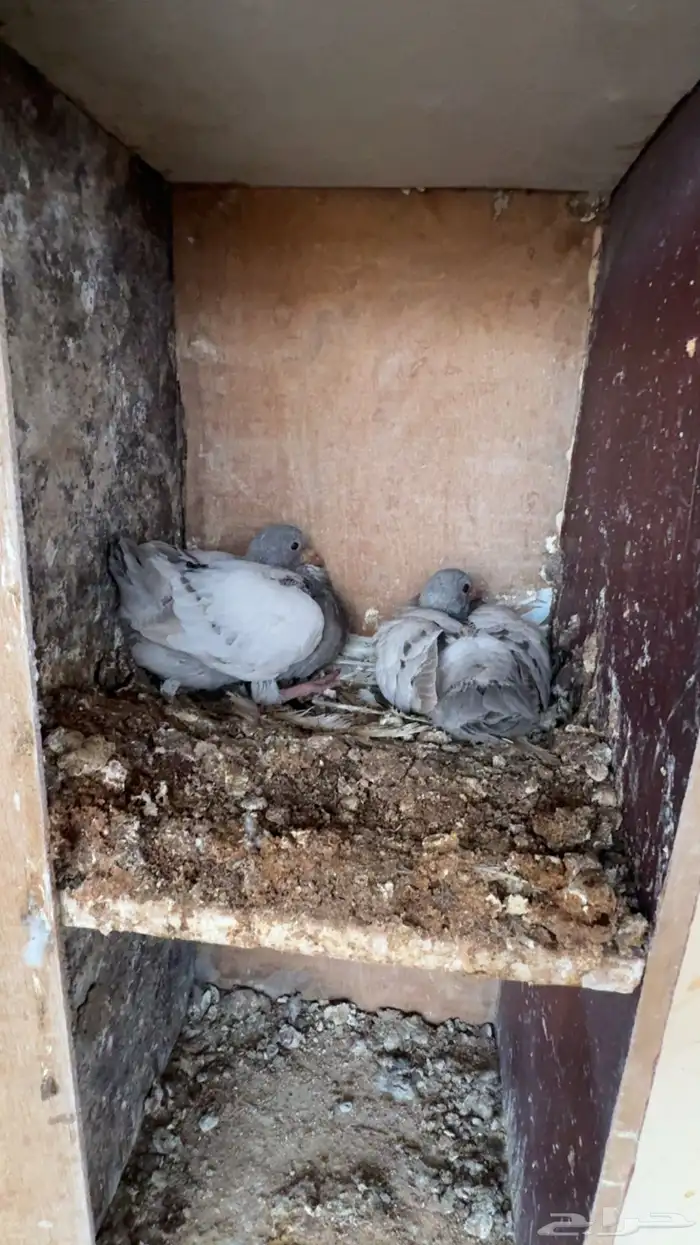 حمام سلفر طبيبات بالحيل 1