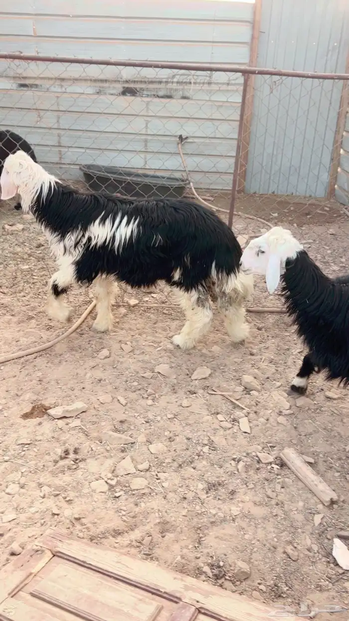 للبيع ذبايح نجد خرفان 1