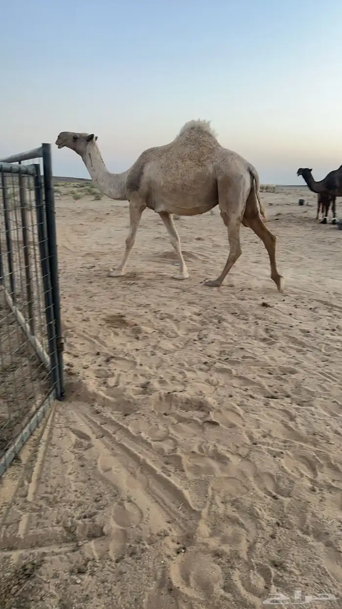 لقحه ملاقي 3