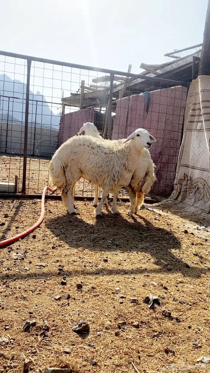 رخال حرش مضاريع تم البيع 0