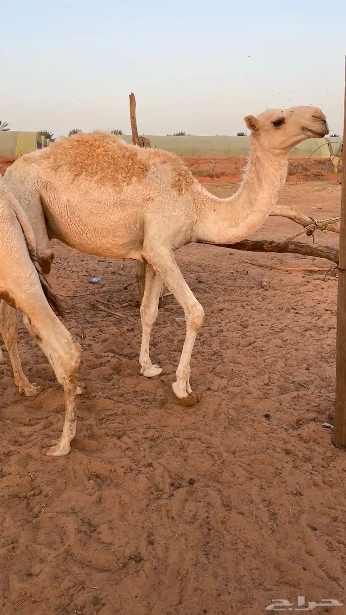 قعدان قصب2 4