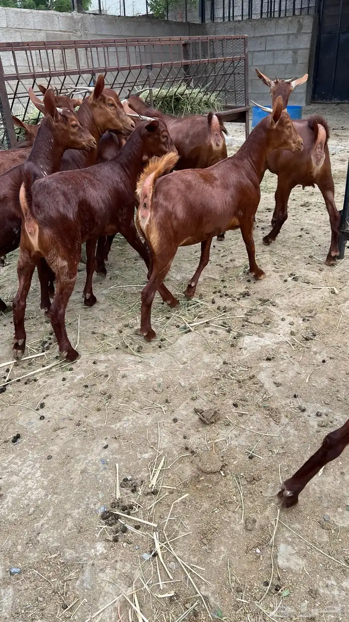 جفار دهم عدد 10 ( تم البيع ) 6