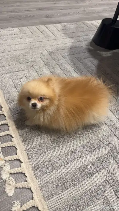 كلب مومرينيان مني index