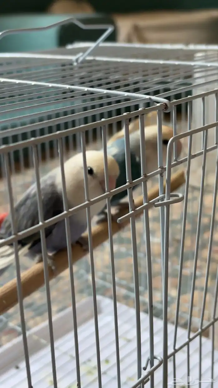 جوز روز منتج(تمم البيع)) 1