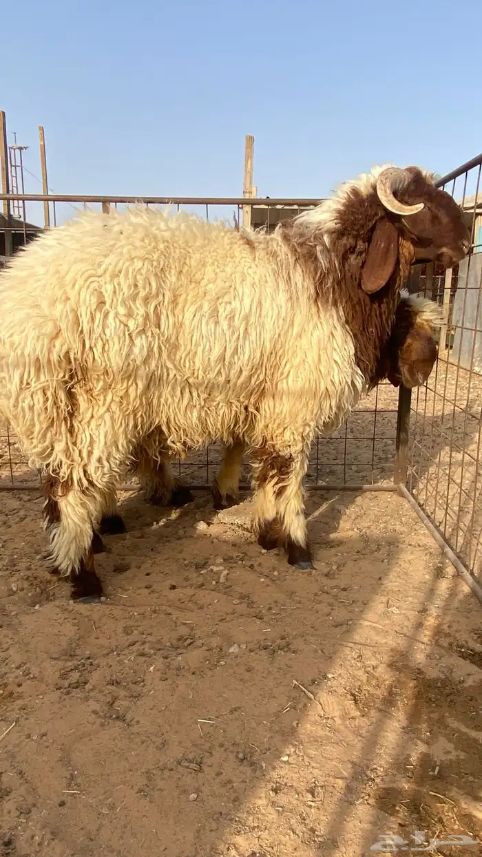 ذبايح نعيم   تابي و تمارا 9