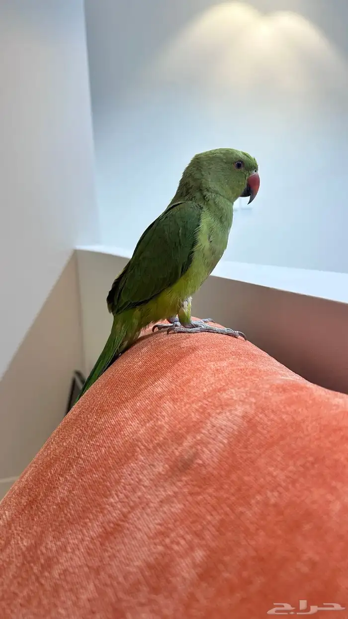 ببغاء درة هندي اليف 0