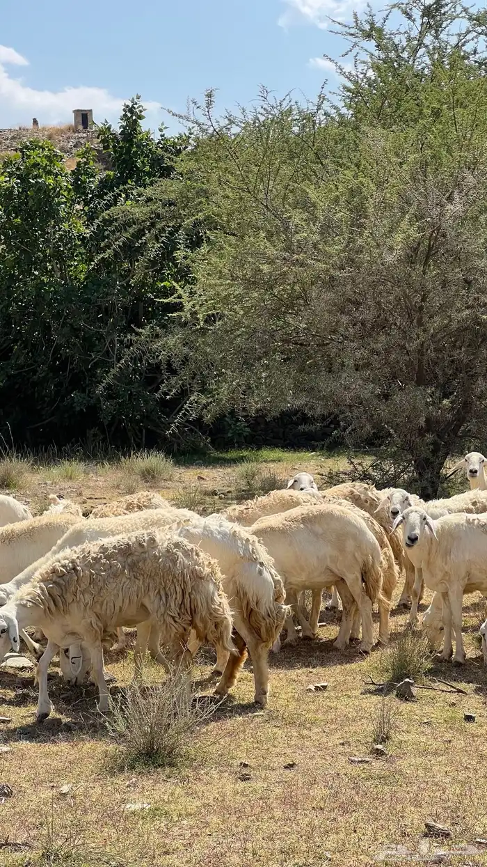 ضان مقاني حرش صنف الصنف للبيع 26