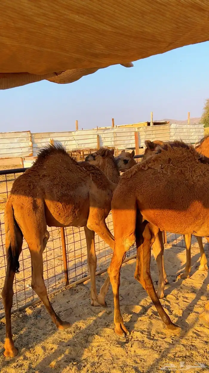 قعدان بلدي لوز سمان شرط 3