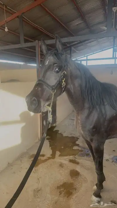 فرس شعبيه شيخه index