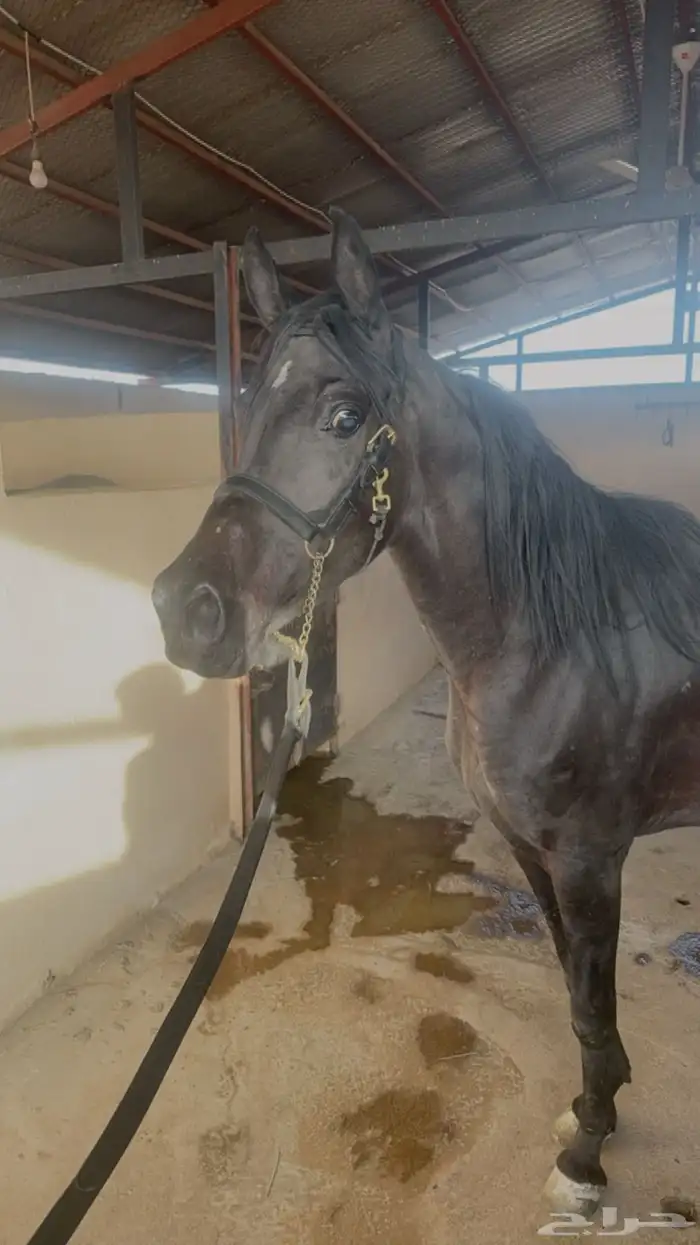 فرس شعبيه شيخه 2