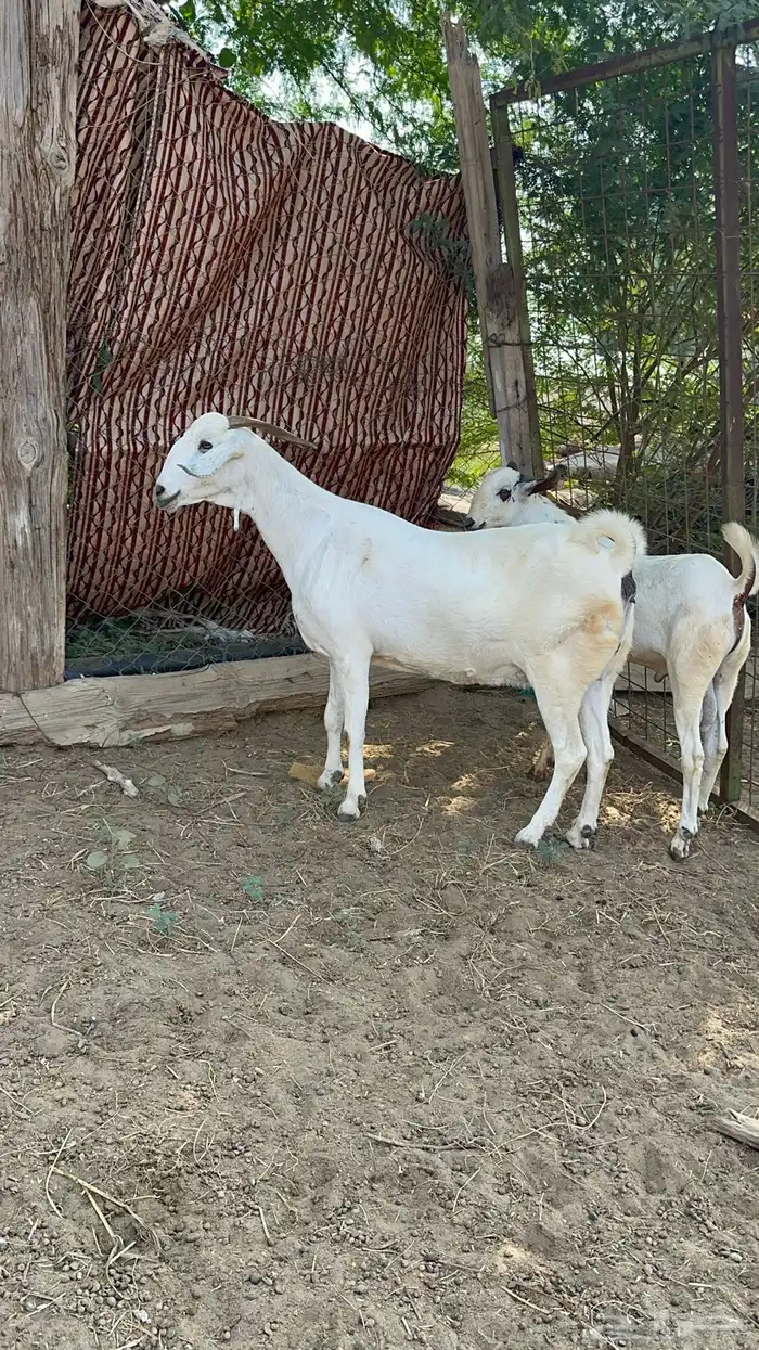 عنز فاخره وولدها مشروع فحل 2