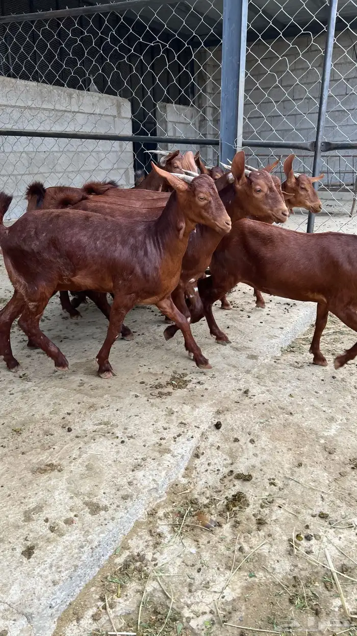 جفار دهم عدد 10 ( تم البيع ) 7