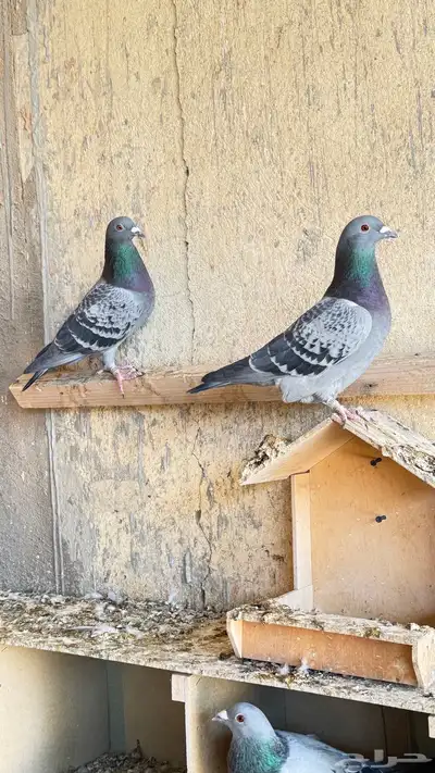 حمام زاجل index