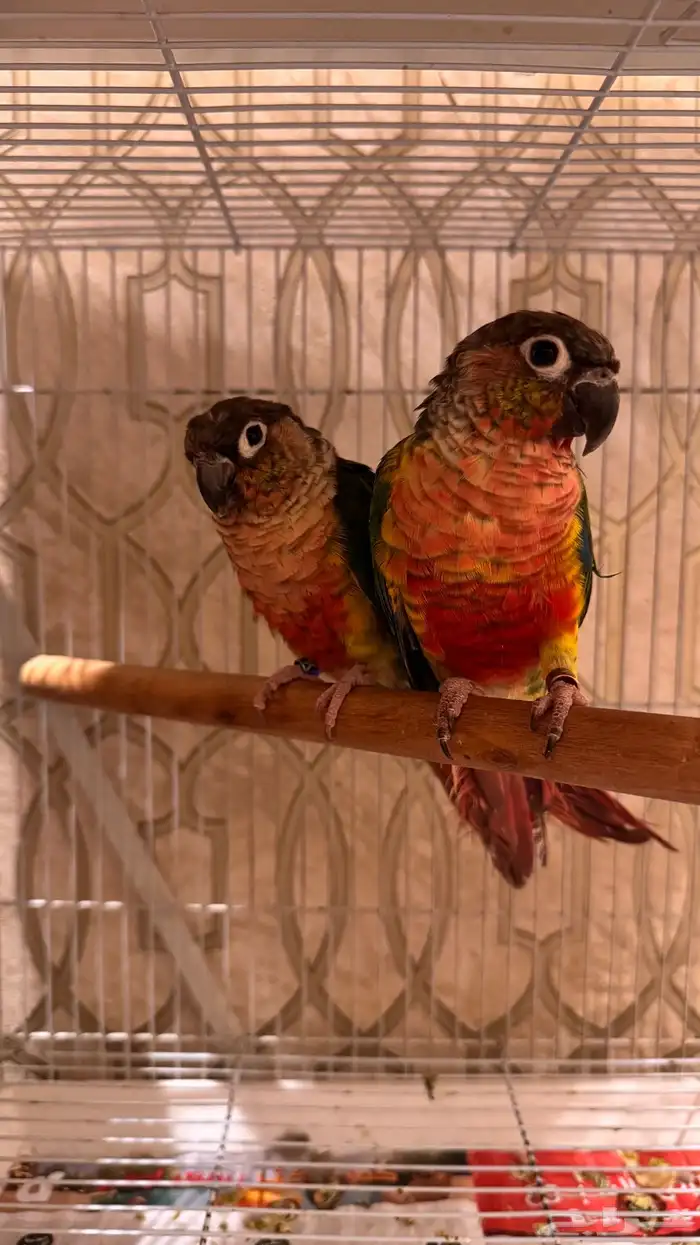 زوج كنيور يلو سايد رد فاكتور صبغه قويه مستوى فاخر 0