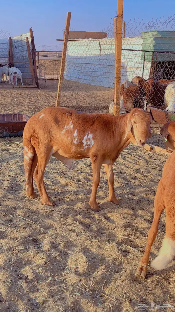 طليان نعيم سواكن برابر فل شحم (راجع التقيم) 4