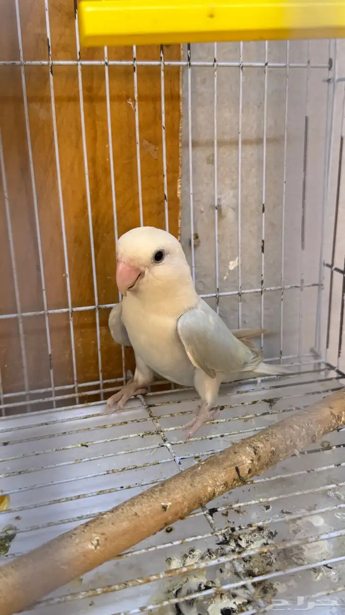 انثى روز بلد اوبلاين منتجه شرط 1