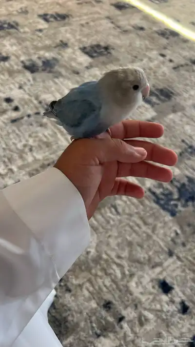 بغبغاء روز index