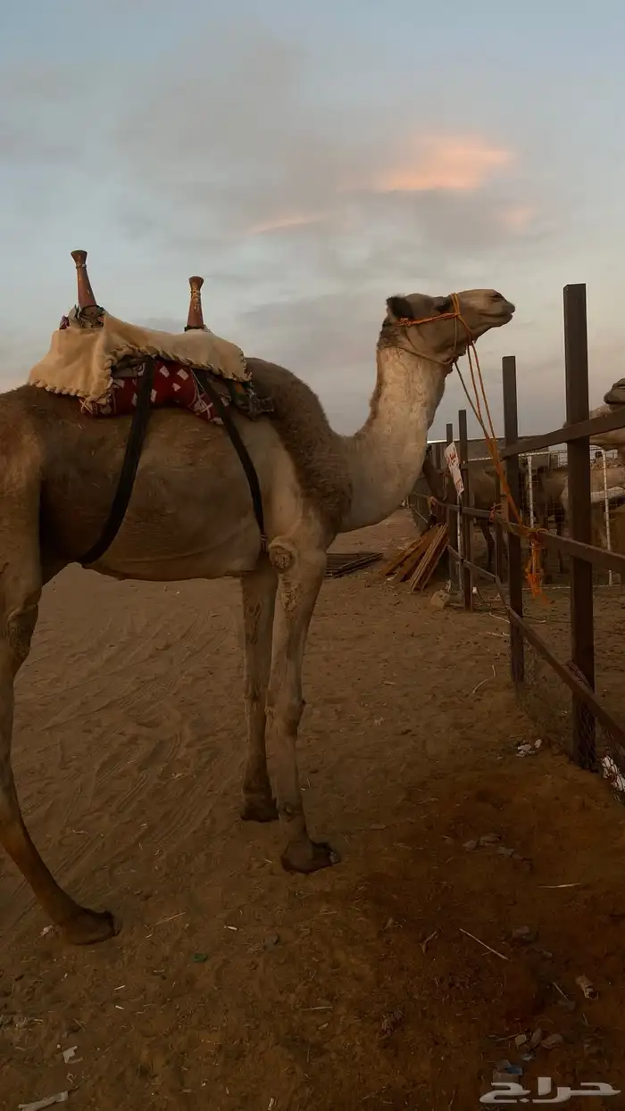 جمل للبيع عليه ثاني 0
