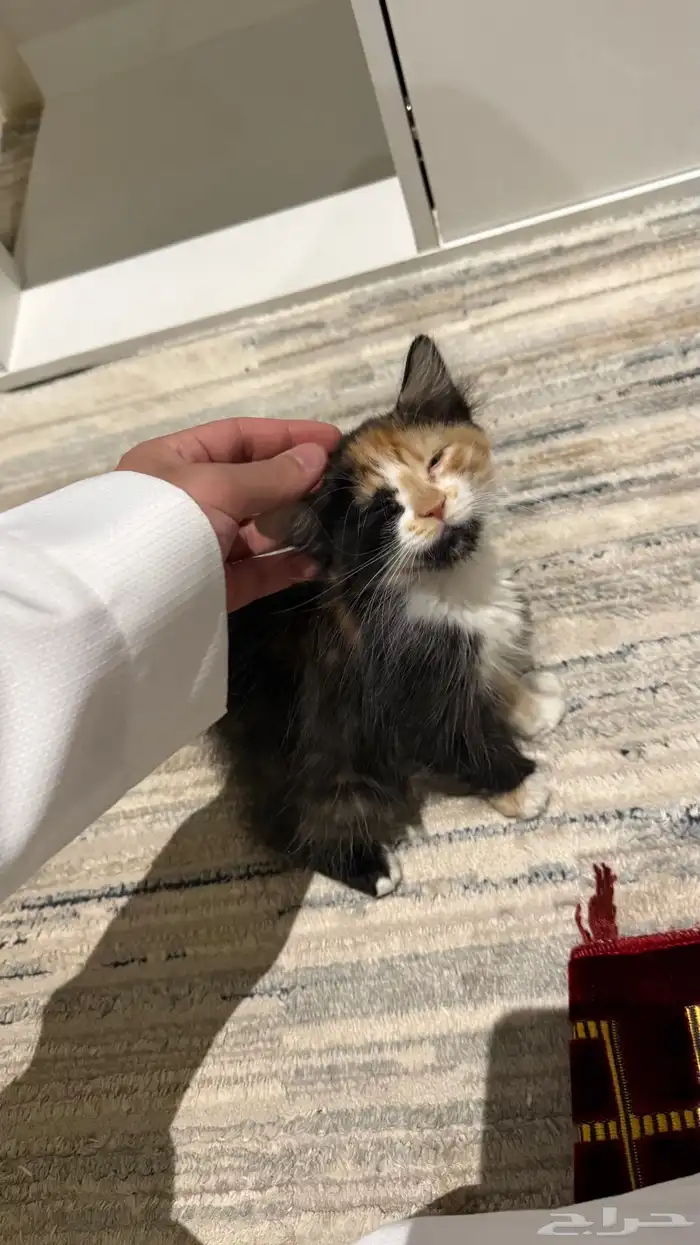 كيتن شيرازي 1