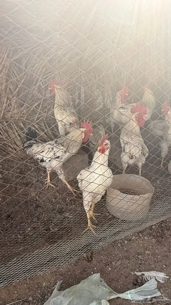 دجاج فرنسي كولمبي 2