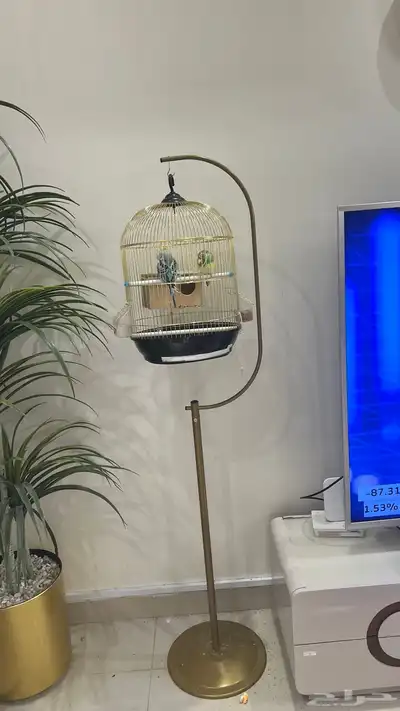 عدد أثنين طيور الباجي السعر بالاستاند 150 index