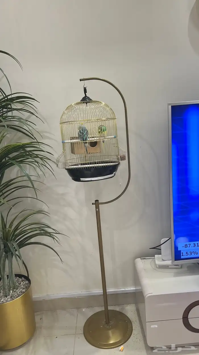 عدد أثنين طيور الباجي السعر بالاستاند 150 0