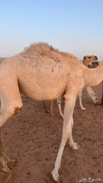 قعدان قصب2 index