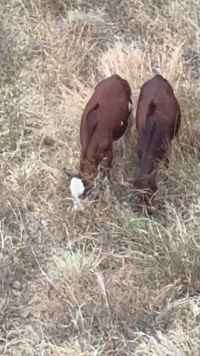 رجال المع حسوة index