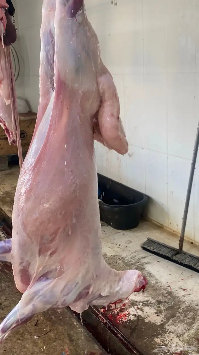 ذبايح نعيم   تابي و تمارا 23