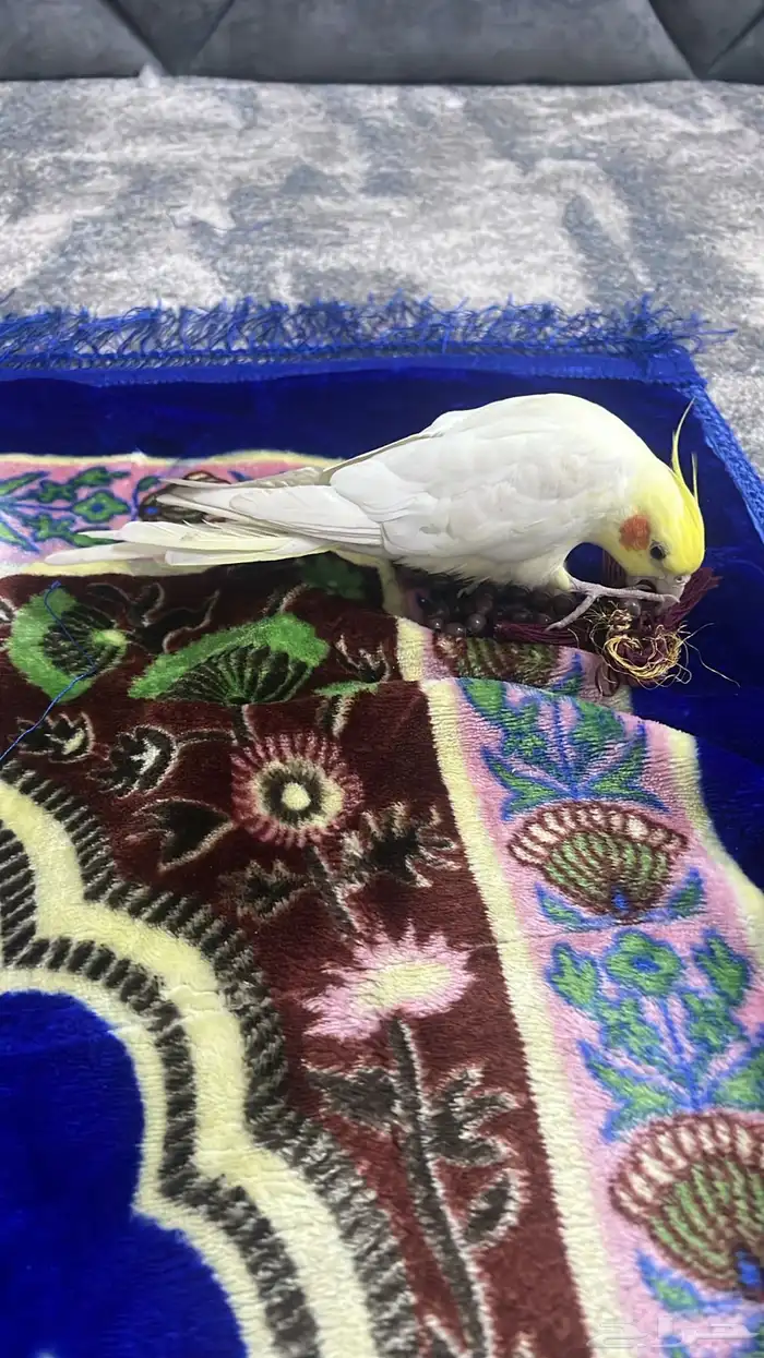 مفقود على من يجده التواصل 0