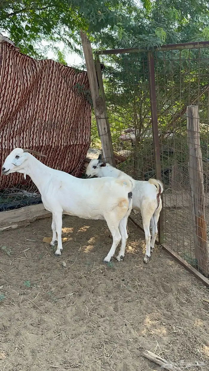 عنز فاخره وولدها مشروع فحل 3