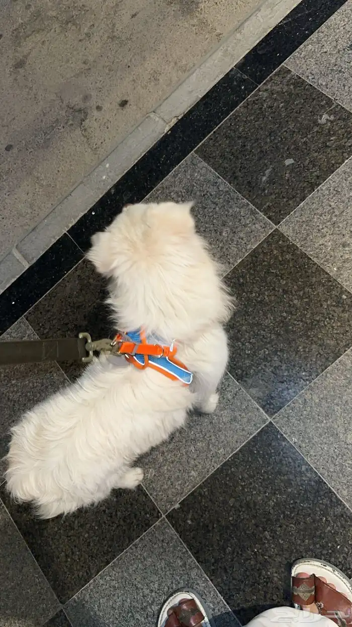 كلب مهجن مالتيز وشيواوا عمره تقريبا 8 10 شهور حبوب ونشيط 1