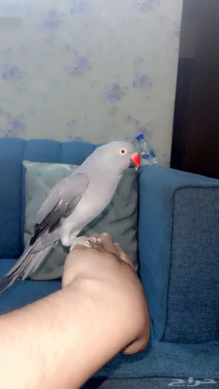 زوج ببغاء الدره الذكر هندي اخضر الانثا رمادي اليفه 2