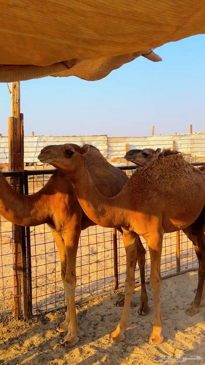 قعدان بلدي لوز سمان شرط 2