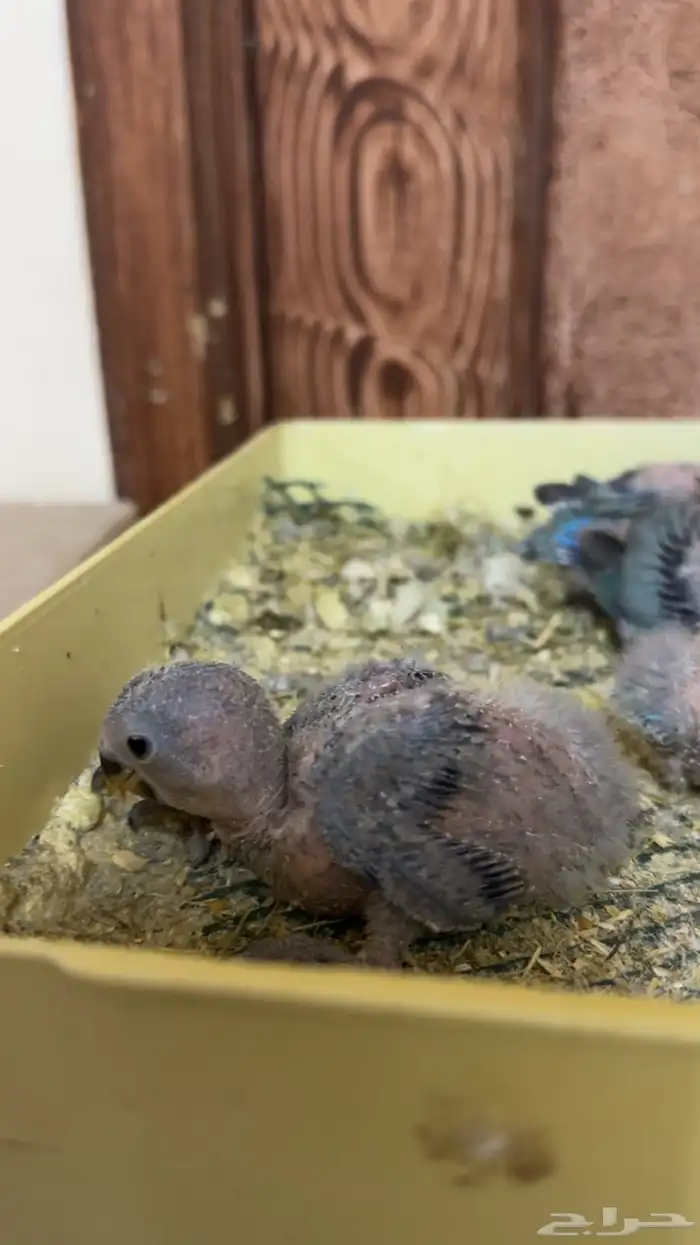 فروخ روز غرر 1