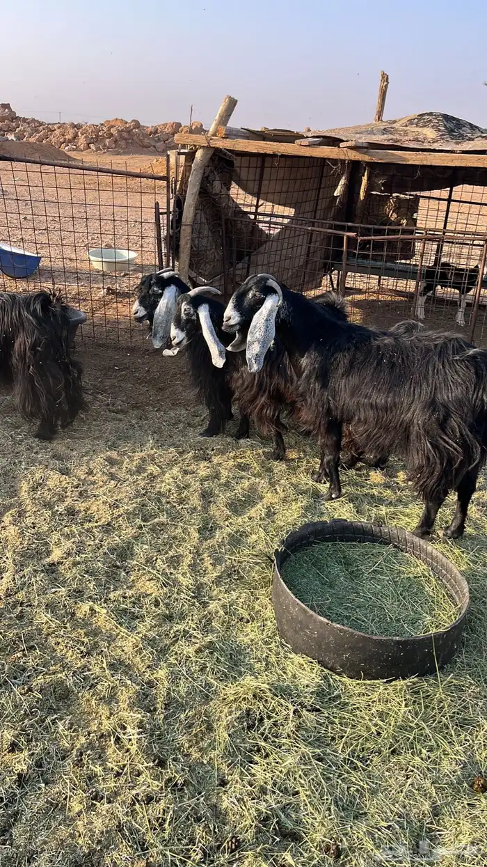 معزا عوارض ومشاريك 6