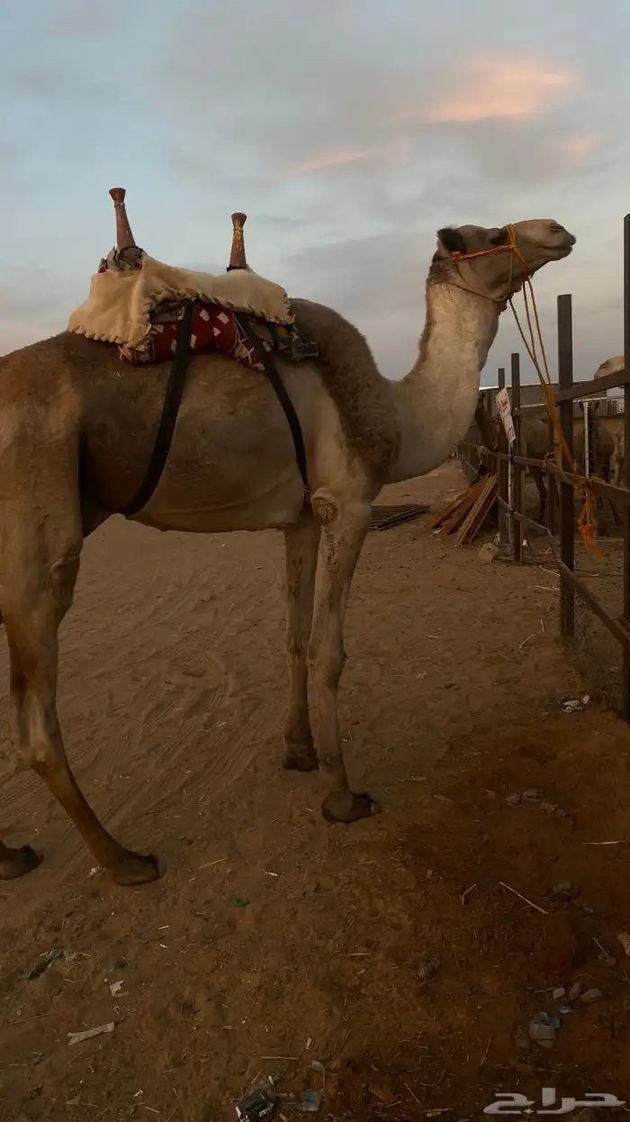 جمل للبيع عليه ثاني 1