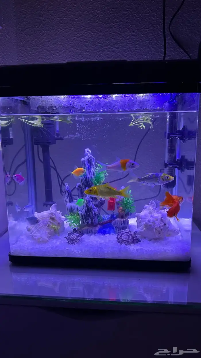 سمك زينه ب الحوض حقها 0