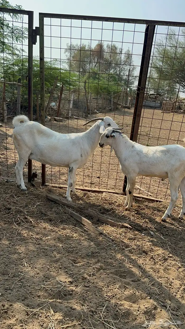 عنز فاخره وولدها مشروع فحل 0