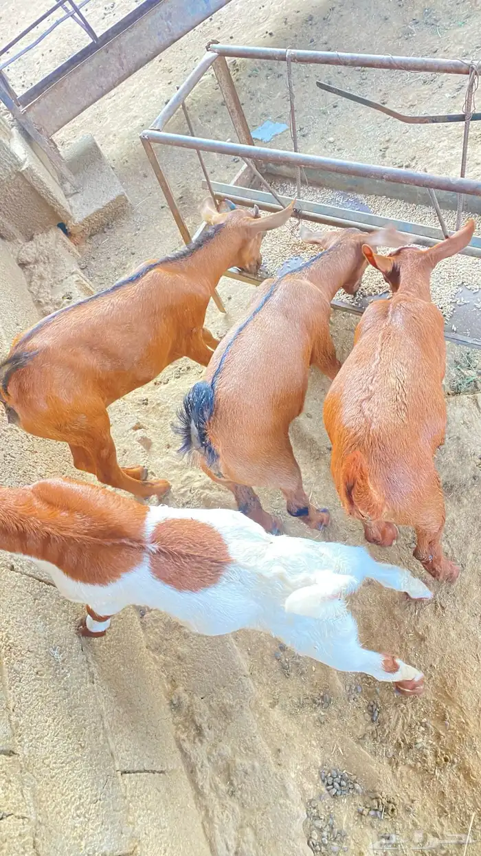 تيوس لأناث2 و الذكور2 5