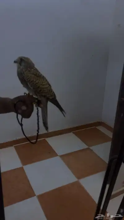 فرخ شبوط للبيع index