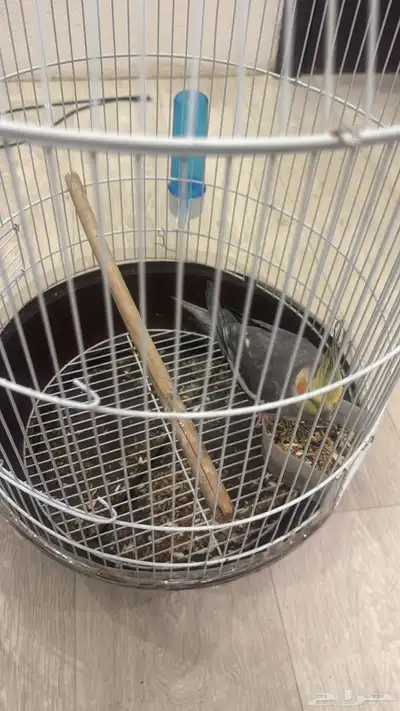 كروان اليف ذكر يتكلم ويرقص 0