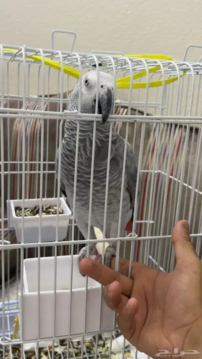 كاسكو اليف متكلم index