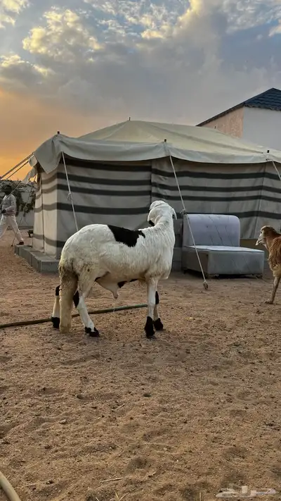 سواكني شحم index