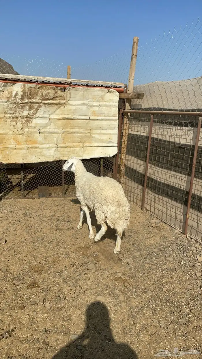 رخل حرشا رباع(تم البيع ) 2