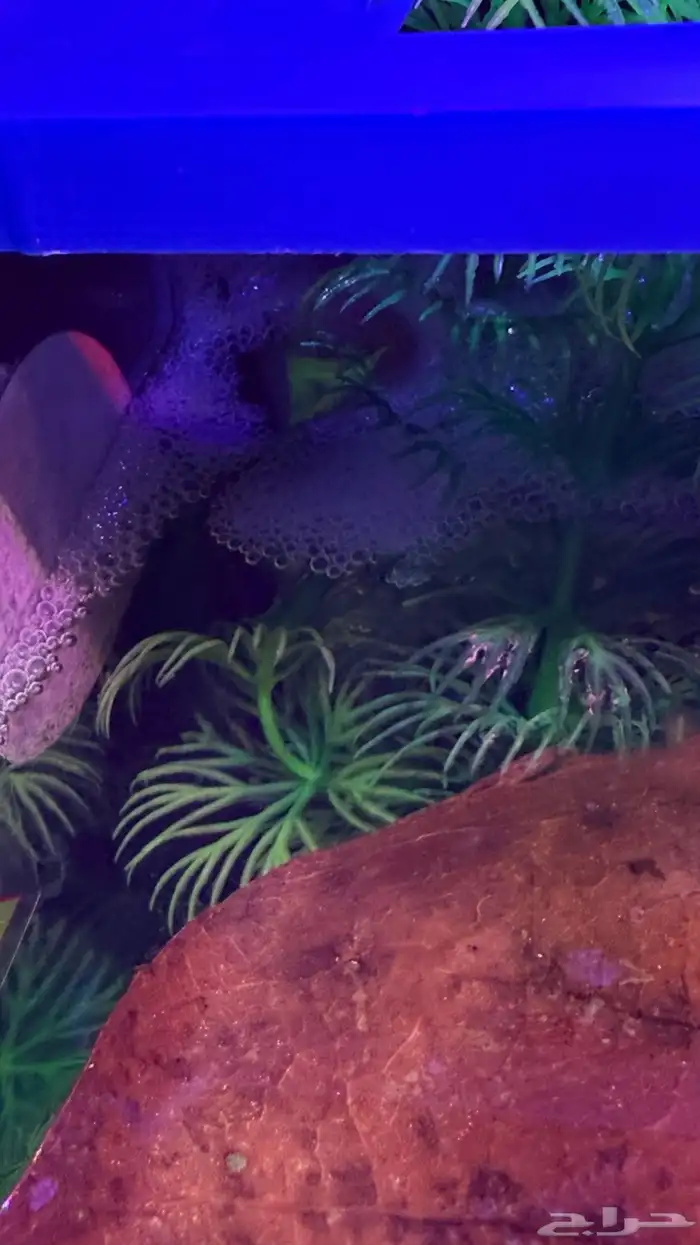 للبيع حوض سمك فايتر متكامل مع السمكة 3