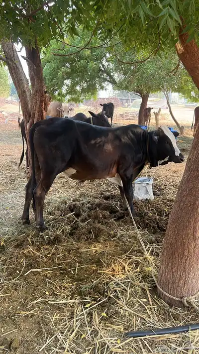 حسيل جرسي للبيع إلى يبغي فحل او يذبح مشاء الله تبارك الله index