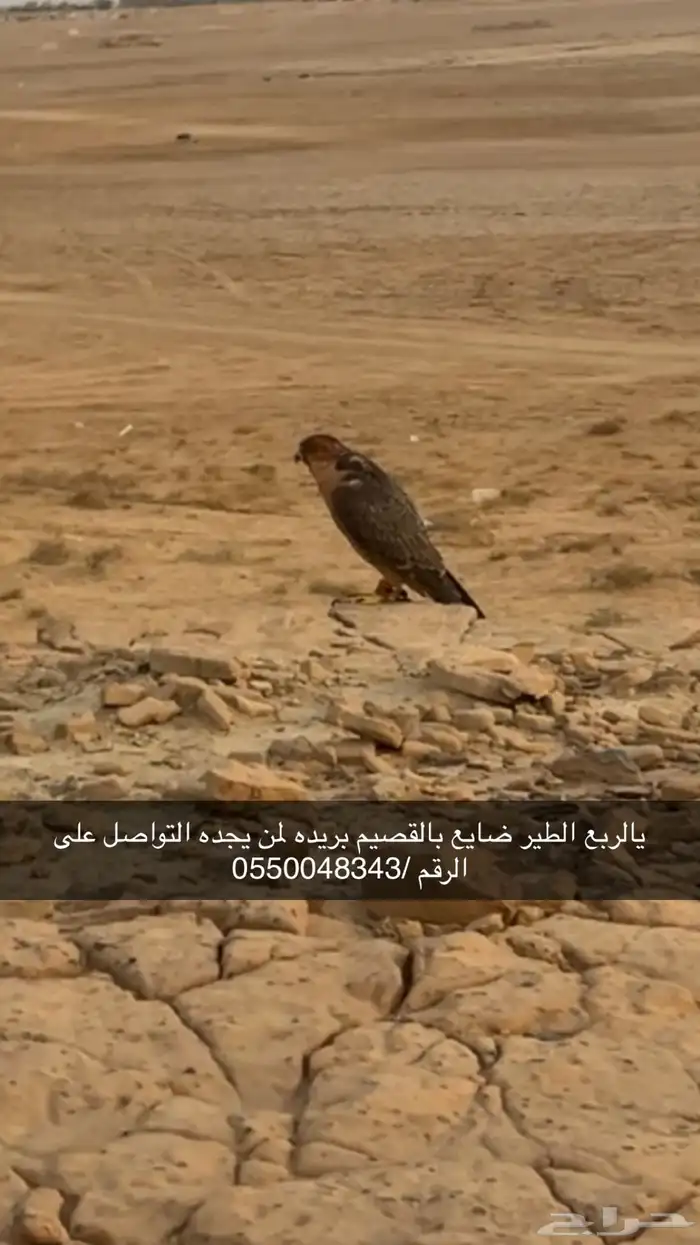 شيهانه ضايعه 0